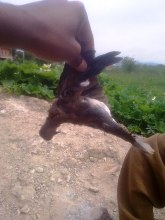 un oiseau abattu avec cette arme à préservatif